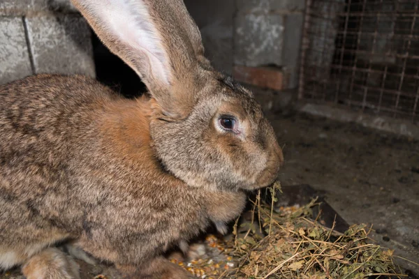 Бурый кролик в клетке крупным планом — стоковое фото