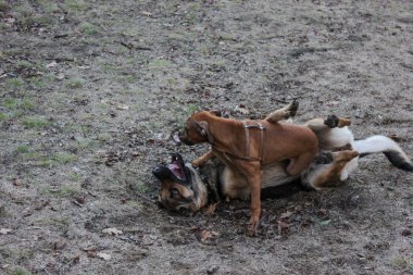 Pitbul ve bir Alman çoban eğlenceli birlikte parkta