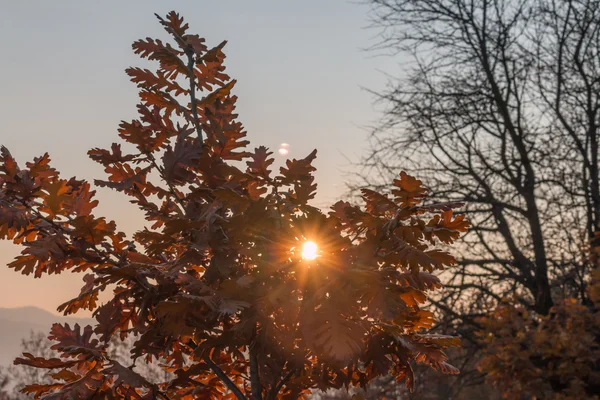 Belle scène d'automne — Photo