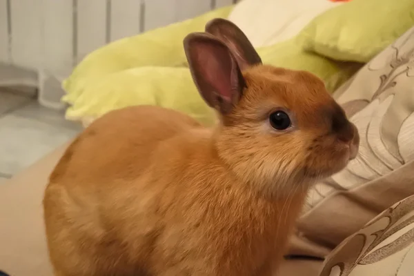 Petit gros plan marron drôle de lapin — Photo