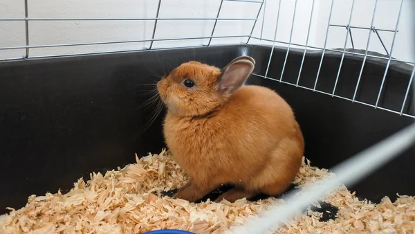 Маленький смешной коричневый кролик крупным планом в клетке — стоковое фото