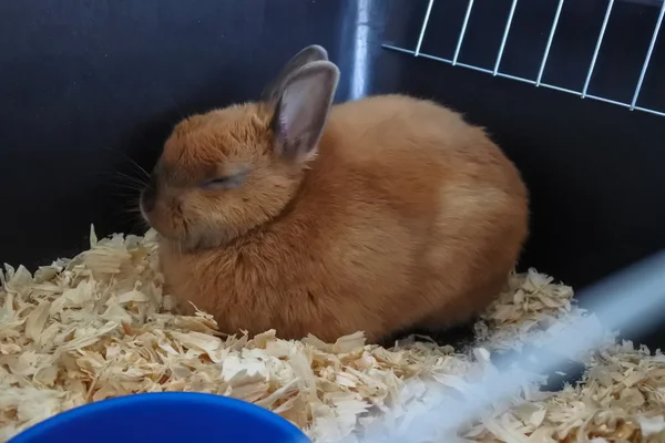 Kleines lustiges braunes Kaninchen in Großaufnahme im Käfig — Stockfoto