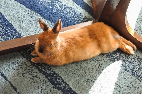 Little funny brown rabbit close-up — Stock Photo, Image