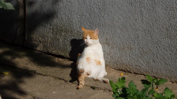 Divertido gato blanco anaranjado sentado en el suelo — Foto de Stock