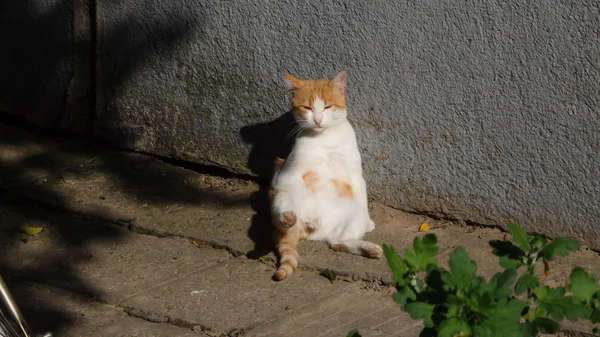 Funny orange-vita katt sitter på marken — Stockfoto