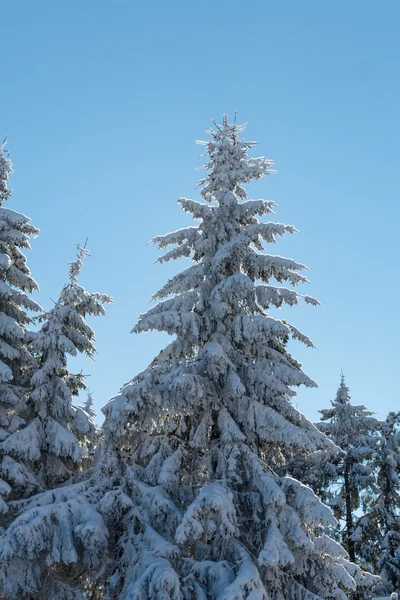 Floresta de pinheiro coberta de neve — Fotografia de Stock