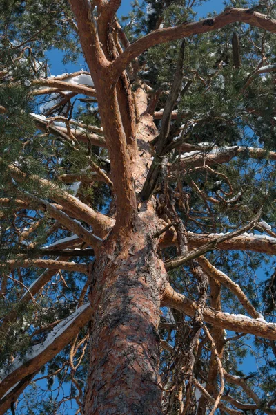 Pine look upwards — Stock Photo, Image