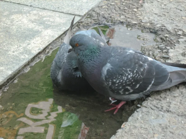 Deux colombes aimantes dans un doux câlin — Photo
