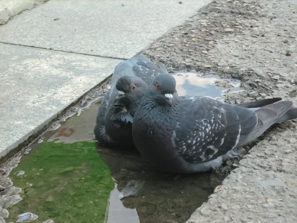 부드러운 포옹에 두 사랑의 비둘기 — 스톡 사진