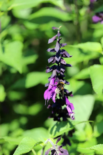 Bumblebee on a garden sage (Salvia hybrid) in the spa gardens, Bad Bevensen, Lower Saxony, Germany