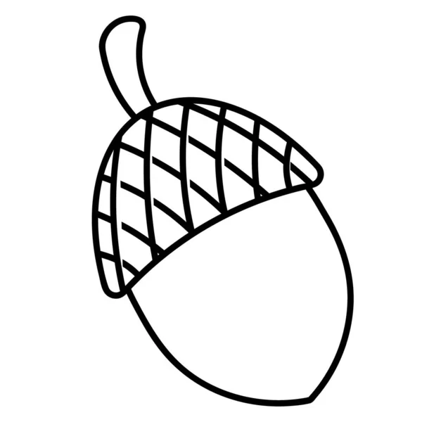 Acorn Fruit Chêne Coquille Dure Illustration Vectorielle Décrivez Sur Fond — Image vectorielle