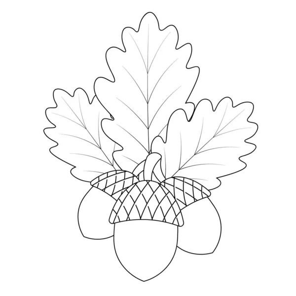 Meşe palamudu ve meşe yaprağı. Sert kabuklu meyveler. Ağacın yaprakları damarlı. Vektör çizimi. İzole edilmiş beyaz bir arkaplanda özet geç. Doodle tarzı. Robot resim. Sonbahar ormanının hasadı. Çocuklar için boyama kitabı. Orman bitkisi. 