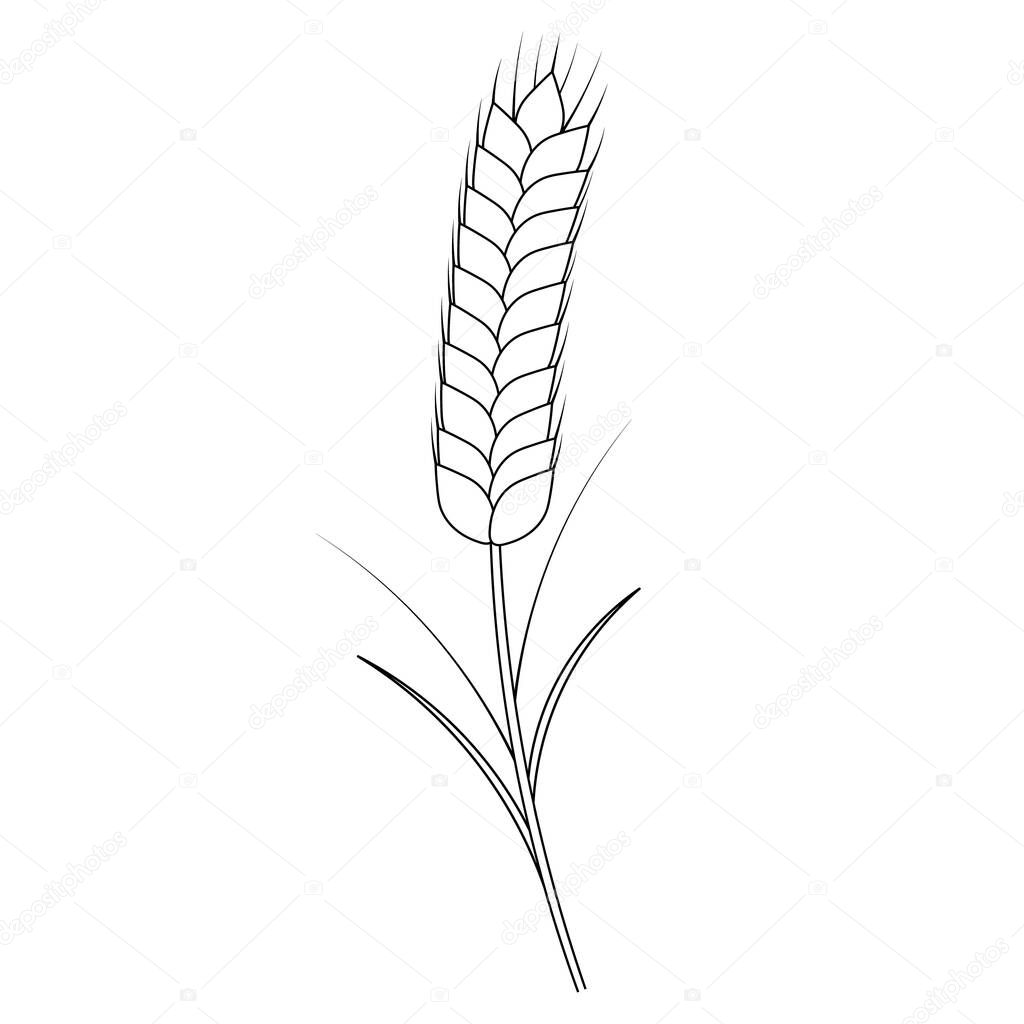Ear of wheat. A cereal crop needed to make flour. Vector illustration. Outline on an isolated white background. Doodle style. Sketch. Coloring book for children. Gathering the summer harvest. Seasonal product. Idea for web design.