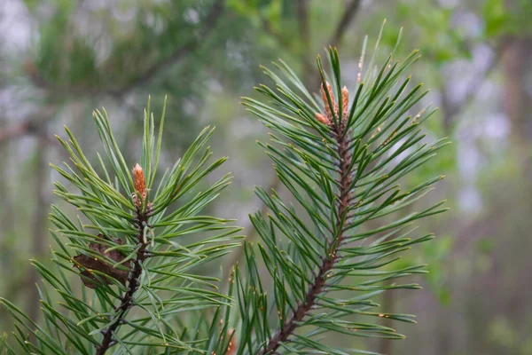 Spruce Branches Close Small Cones — Stock Photo, Image