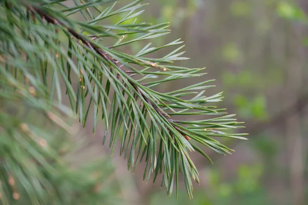 Spruce Branches Close Long Green Needles — Stock Photo, Image