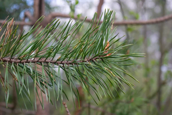 Spruce Branch Close Large Green Needles — Stock Photo, Image