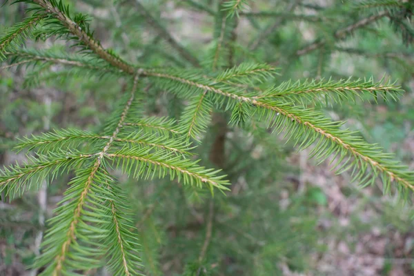 Tree Branch Close Growing Forest — Stock Photo, Image