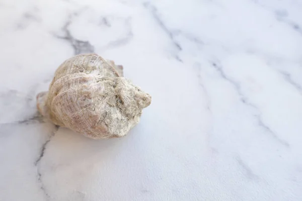 Seashell Lying Marble Table Top View — Stock Photo, Image