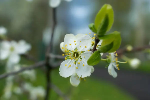 Bílé Růžové Květy Třešní Kvetou Jarní Den Lese Zblízka — Stock fotografie