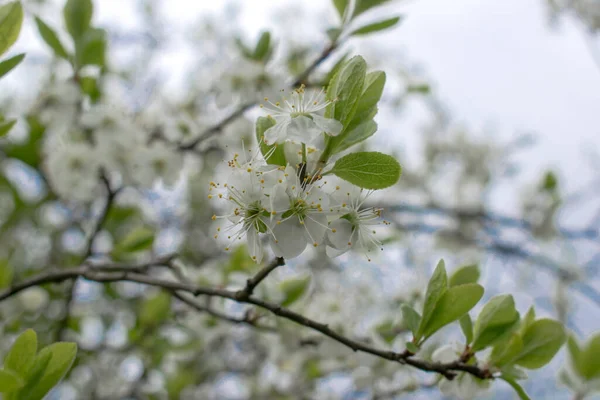 Bílé Růžové Květy Třešní Kvetou Jarním Dni Lese — Stock fotografie