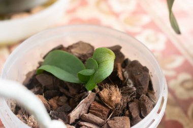 Küçük bir orkide kabuktaki plastik bir tencerede yetişir.