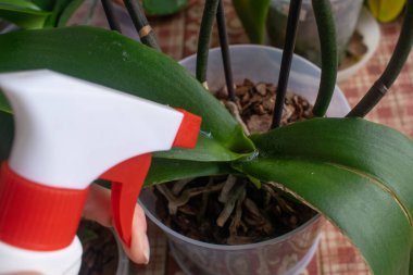 Orkidelerin yapraklarını sprey tabancadan sıkarız.