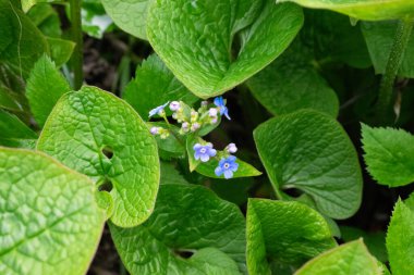 Brunnera çiçeği çiçek tarlasında çiçek tarlasında yetişir.