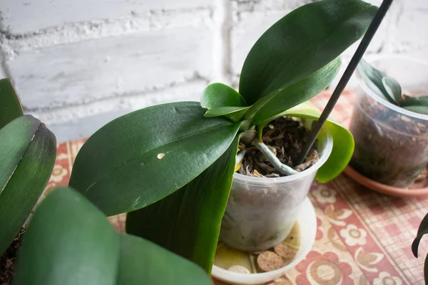 Πράσινα Φύλλα Της Phalaenopsis Orchid Ένα Μικρό Και Νεαρό Φυτό — Φωτογραφία Αρχείου