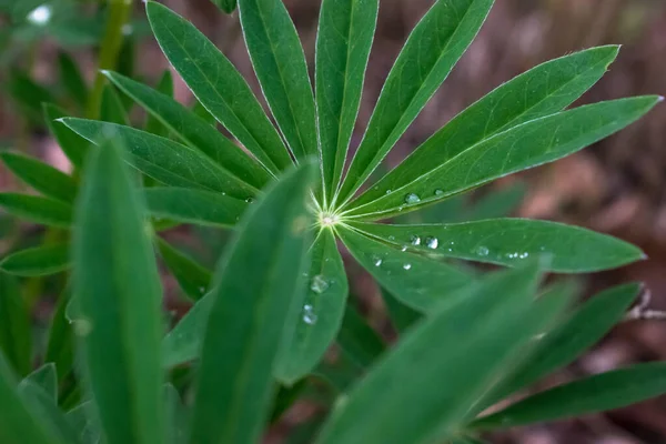 Lupin Yaprağında Toplanan Şeffaf Damlalar — Stok fotoğraf