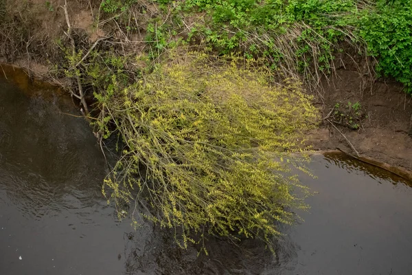 Saule Pleureur Penché Sur Vue Haut Rivière — Photo