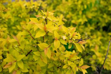 Goldfire Spirea küçük, engebeli bir çalı ve bahçe için güzel bir süs bitkisidir.