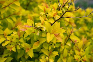 Spiraea japonica Goldfire bahçede. Yaklaş.