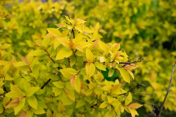 Goldflame Spirea Compact Bumpy Deciduous Shrub Beautiful Ornamental Plant Garden — Stock Photo, Image