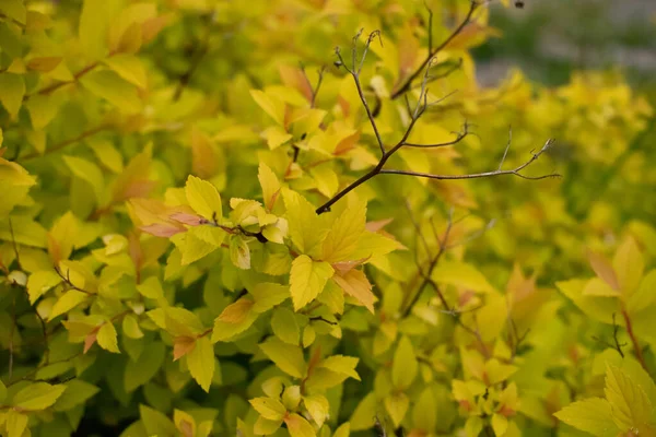 Spiraea Japonica Złoty Płomień Rośnie Polu — Zdjęcie stockowe