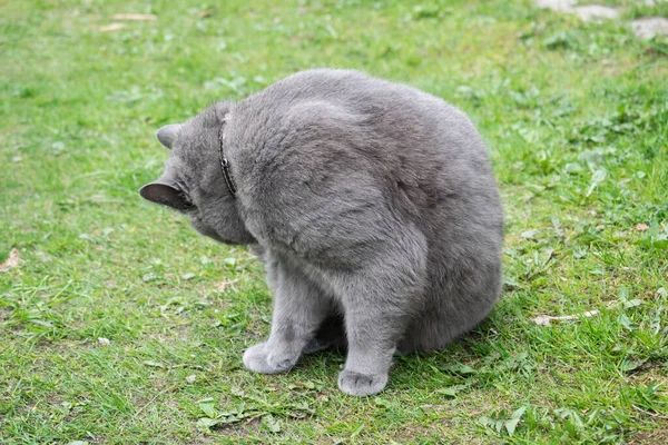 Een Grijze Kat Zit Het Gazon Wast Zich — Stockfoto