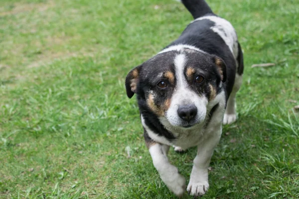 Vit Och Svart Hund Springer Mot Dig Och Ler — Stockfoto