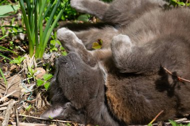 Kedi pençeleri yukarıda güneşin altında uyuyor.
