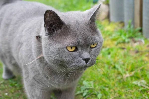 Primo Piano Del Gatto Inglese Faccia Gatto Con Occhi Gialli — Foto Stock