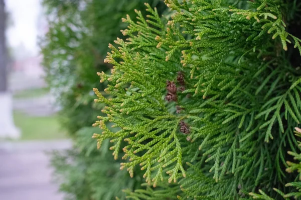 Cupressus Green Twigs Large Large — Stock Photo, Image