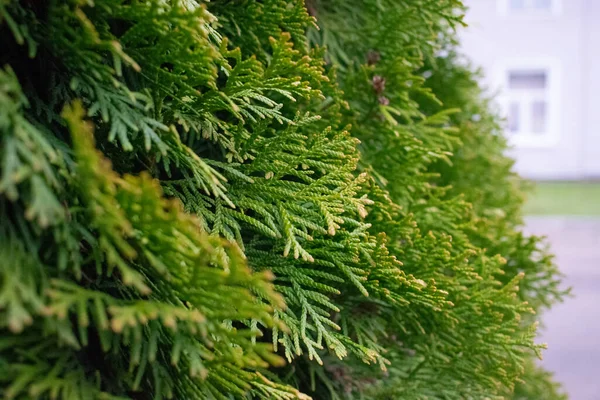 Cupressus Groene Bladeren Grote Grote — Stockfoto