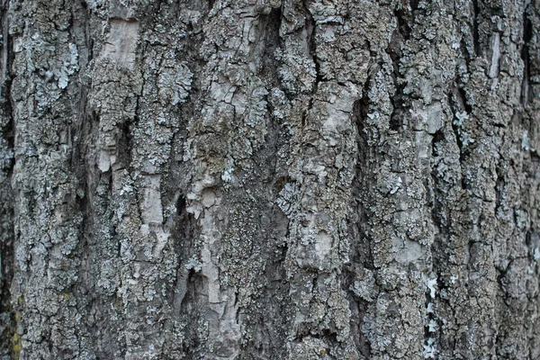 Écorce Arbre Gros Plan Gris Avec Des Sillons Profonds — Photo