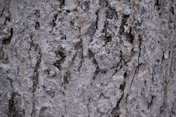 Vieil Arbre Écorce Gris Gros Plan — Photo