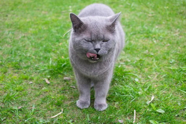 Gatto Britannico Sulla Strada Sull Erba Piedi Leccare Labbra — Foto Stock