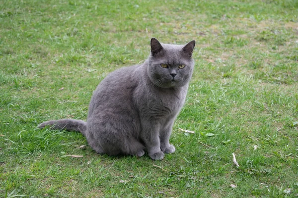 Britská Kočka Smutnou Tváří Sedí Trávě Dívá Kamery — Stock fotografie