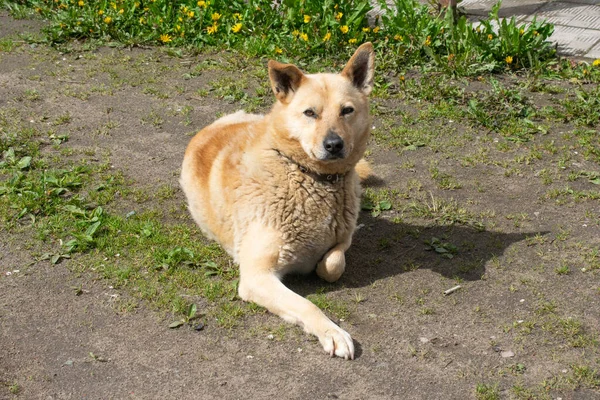 村の犬は地面に横たわっています 赤髪のモングレル犬 — ストック写真