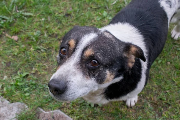 Cabeza Del Perro Mira Lealmente — Foto de Stock