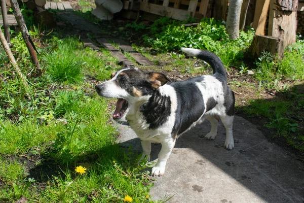 Dog Yawns Sunlit Yard — Stock Photo, Image