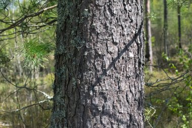 Sidretü 'l-Münteha' nın kütüğü.