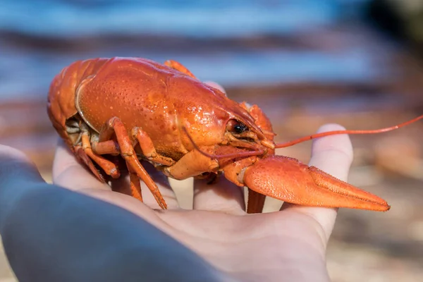 手を閉じて赤い煮魚 — ストック写真