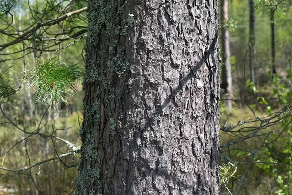 Tronco Árbol Coníferas Primer Plano —  Fotos de Stock